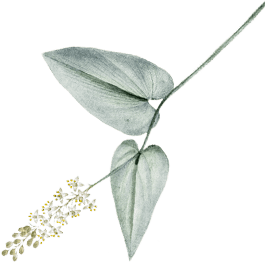 leaves-3